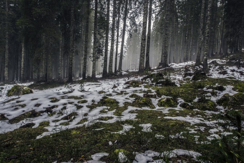 forest-nature-snow