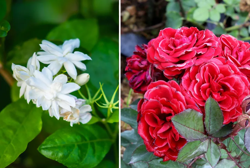 Natural Air Purifying Plants